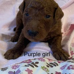 Girl 4 - Red  female Poodle puppy in Clatskanie, Oregon from Columbia River Sunset Poodles