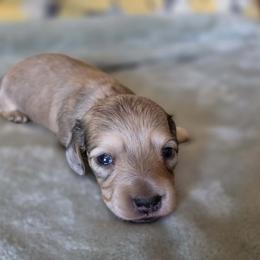 Mr.  Reece - Dapple male Dachshund puppy in Klamath Falls, Oregon from Luvindoxys4u