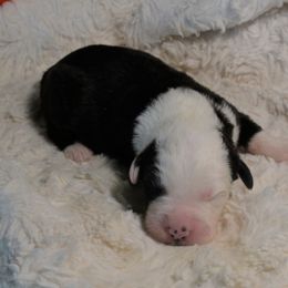 Old English Sheepdog Puppies from Roland Hills Farm