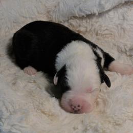 Old English Sheepdog Puppies from Roland Hills Farm