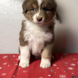 Honeybee - Red tri-color male Australian Shepherd puppy in Touchet, Washington from Northwest Rainbow Aussies and Golden Retrievers