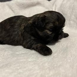 Chai - Brindle male Shih Tzu puppy in Bluffton, South Carolina from Cuddly Coastal Cuties