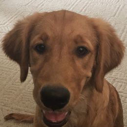 Golden Retrievers from Smokingold Retreivers