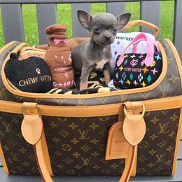 Trinket - Blue and white female Chihuahua puppy in Amity, Pennsylvania from Baxters Chihuahuas