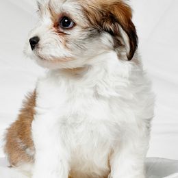 Companion Crosses and Havanese from Big Hearted Breeders