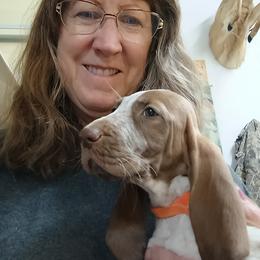 Bracco Italiano puppies from Bracco Dynasty