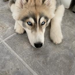 Siberian Husky Puppies from Xk siberians