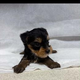 Sam - Black and tan male Yorkshire Terrier puppy in Navarre, Florida from KAYY services