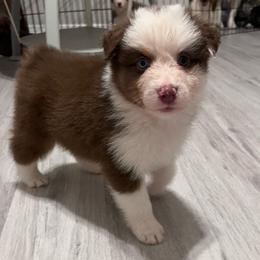 Verity (Pink) - Red tri-color female Australian Shepherd puppy in Navasota, Texas from Triple MMM Kennel