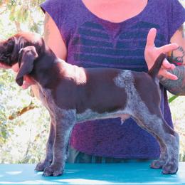 Josey Wales - Liver roan male German Shorthaired Pointer puppy in Redding, California from Macushla Kennel