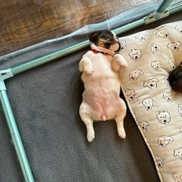 French Bulldog Puppies from Novastar French Bulldogs