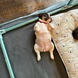 French Bulldog Puppies from Novastar French Bulldogs