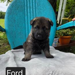 Ford - Sable male German Shepherd puppy in Cave City, Arkansas from Bayou Valley Shepherds and American Hunt Terriers