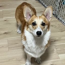 Baguette - Pembroke Welsh Corgi