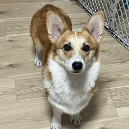 Baguette - Pembroke Welsh Corgi