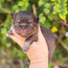 Peanut - Chocolate and tan male Chihuahua puppy in Newport Beach, California from Exotic City Pomeranians and chihuahuas
