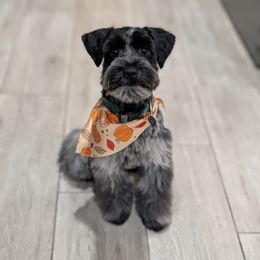 Charlie - Miniature Schnauzer