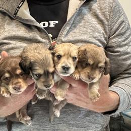 Dachshunds from Bell-Webb Ranch Doxies