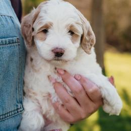 Cherokee - Yellow and white female Bernedoodle puppy in Eatonville, Washington from Mt. Rainier Doodle Dogs