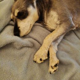 Violette - Miniature Schnauzer