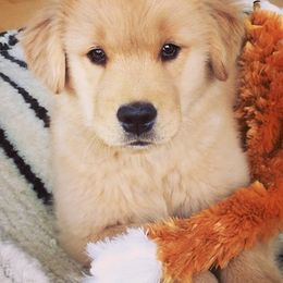 Golden Retrievers from Goldenaire Retrievers
