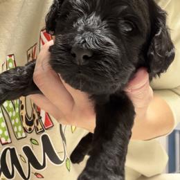 Boy 4 - Black male Cockapoo puppy in Colorado from Garrett Doodles