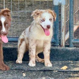Merle female 2 - Red merle female Miniature Australian Shepherd puppy in Lemon Cove, California from Magic Ranch Mini Aussies
