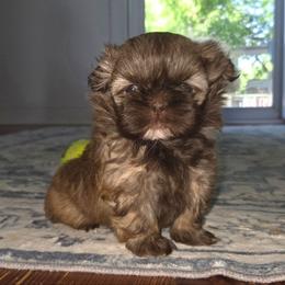 Brooke - Sable female Shih Tzu puppy in Smithville, Georgia from The Luckie Puppy