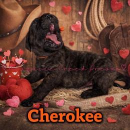 Cherokee - Tiger male Perro de Presa Canario puppy in Horizon, Texas from Mesquite Creek Kennels