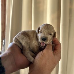 Jase - Apricot male Goldendoodle puppy in China Grove, North Carolina from Lasting Legacy Family Dogs