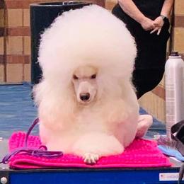 Gwen - Poodle
