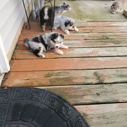 Pomsky Puppies from Pomskies of the Corn