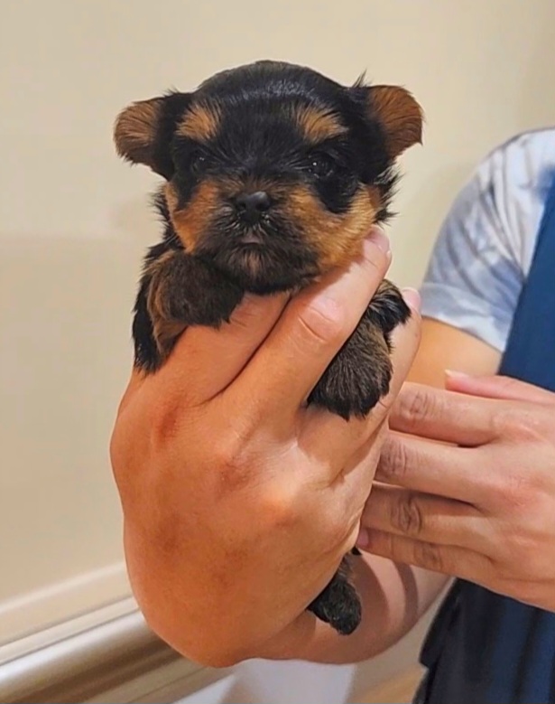 Girl Sparkle - Black and gold Yorkshire Terrier puppy in Clifton, Virginia from Royal Cupids of York