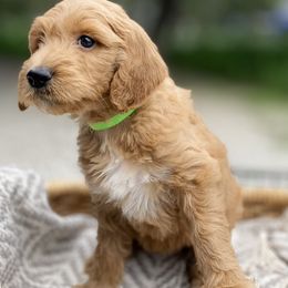 Goldendoodle Puppies from Totally Texas Doodles