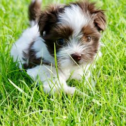 Havanese Puppies from Pixie Dust Havanese