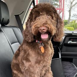 Australian Labradoodle puppies from Twin Sisters Doodles