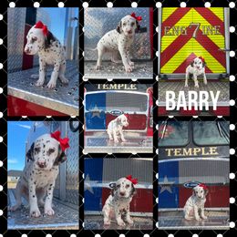 Girl 5 - White and liver brown Dalmatian puppy in Waxahachie, Texas from Tiff’s Dalmatian Plantation