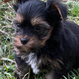 Boss man toy - Black and gold male Yorkshire Terrier puppy in Groesbeck, Texas from Ranch 4M