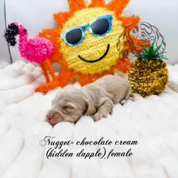 Nugget - Cream female Dachshund puppy in Prairieville, Louisiana from Southern Barron Danes & Dachshunds