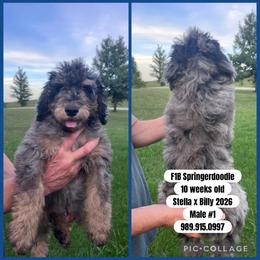 Boy 1 - Gray male Springerdoodle puppy in Sterling, Michigan from Springerdoodles In MI