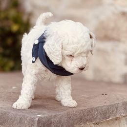 Goldendoodle and Poodle Puppies from Doodle Puppy Parti