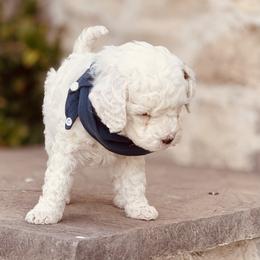Goldendoodle and Poodle Puppies from Doodle Puppy Parti