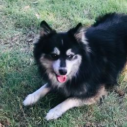 Keemah - Pomsky