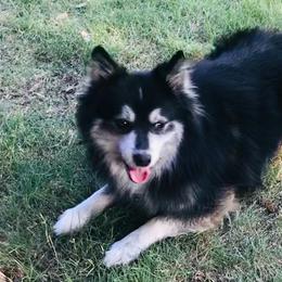 Keemah - Pomsky