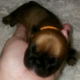 French Bulldog Puppies from Ma Chérie French Bulldogs