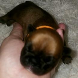 French Bulldog Puppies from Ma Chérie French Bulldogs