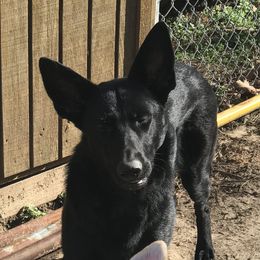 Lady Arya Patterson  - German Shepherd