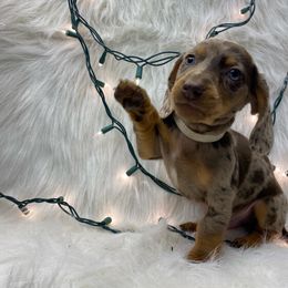 Comet - Dapple Dachshund puppy in Fort Worth, Texas from Louis' Litters