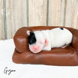 Gizmo - Cream male Australian Labradoodle puppy in Wamego, Kansas from Doodles of Oz