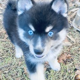 Pomsky Puppies from Pixie Pomsky
